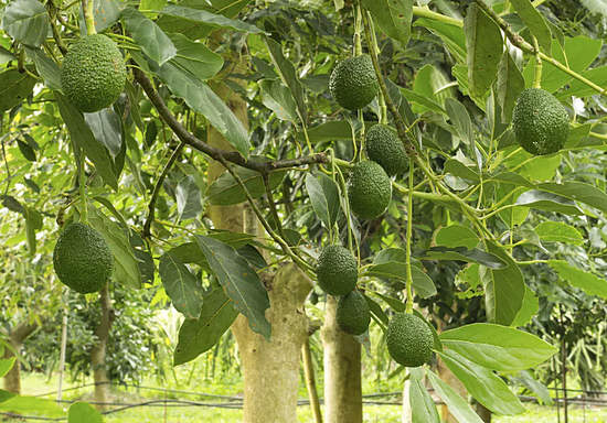 как растет авокадо